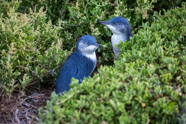 phillip island | wheelchair accessible day tour