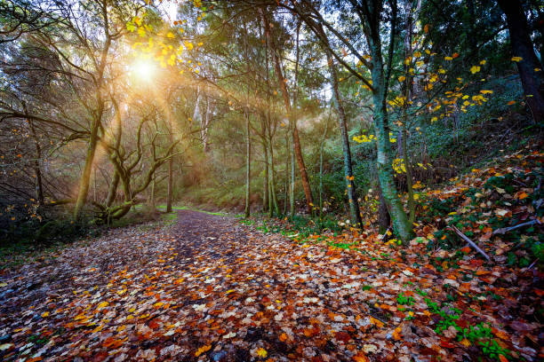 daylesford | a wheelchair accessible day trip in daylesford