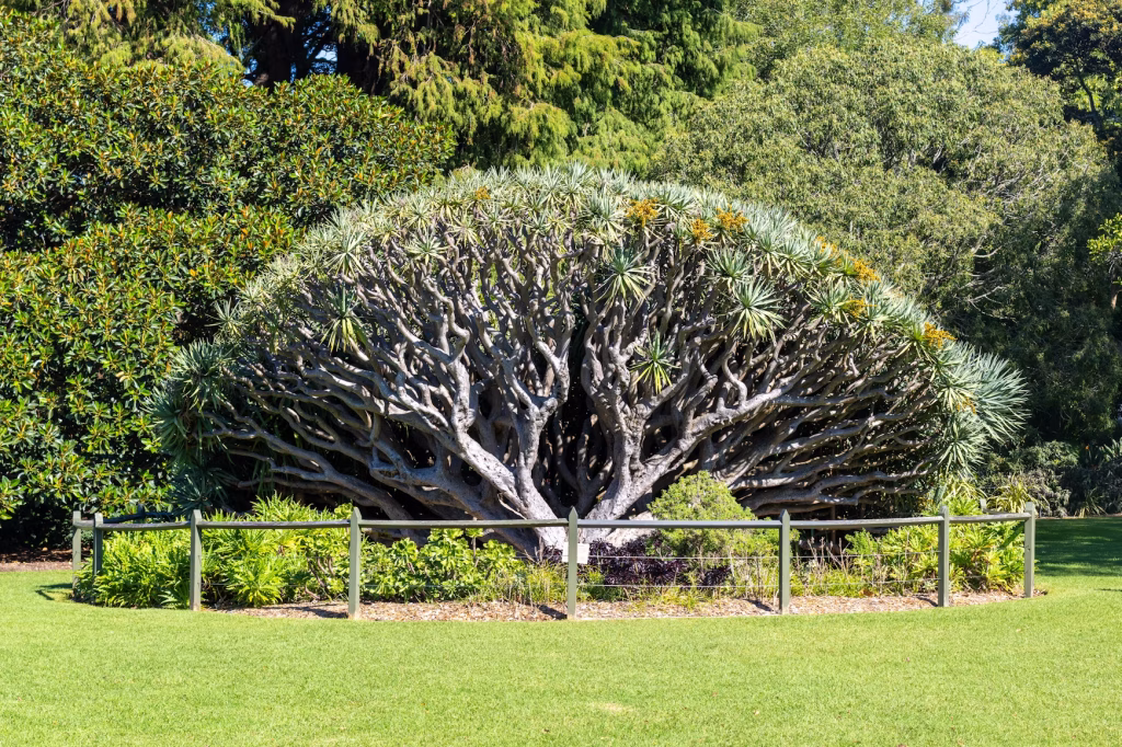 royal botanical garden | wheelchair accessible sydney tour