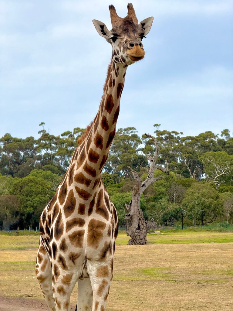 Melbourne zoo | Wheelchair Accessible Melbourne