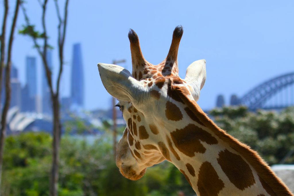 sydney zoo | wheelchair accessible tours