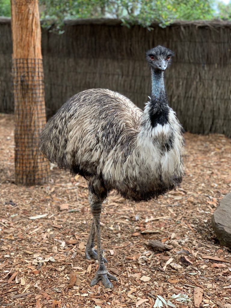 healesville sanctuary | yarra valley wheelchair accessible day tour
