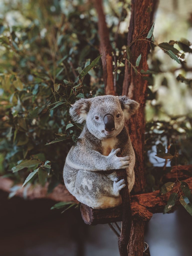 healesville sanctuary | yarra valley wheelchair accessible day tour
